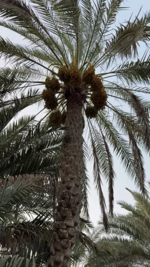 طني 3 حبات نغال و حبه جدمي