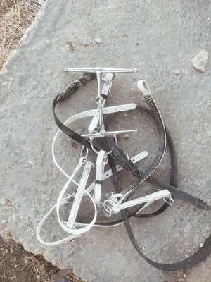 ‏خيل‏0