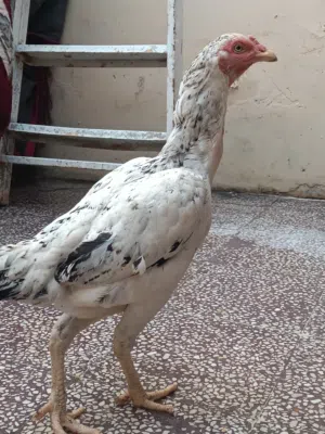 دجاج باكستان