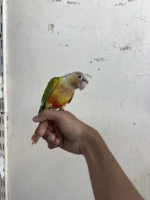 pineapple conure 5 month