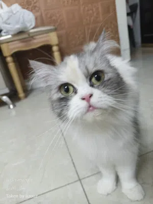 قط شيرازي اليف جدا للبيع