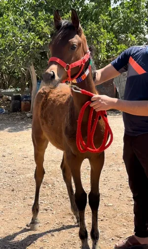 ‏خيل‏2