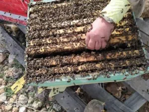 مطلوب عنز معها توأم للبدل على خلية نحل طابقين مكتظة جدا وفيها عسل كمية وافرة