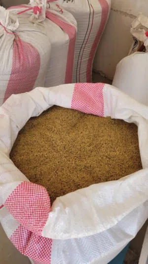 قت ساحلي يمني (حضرموت) برسيم اليمن  ( متوفر القت اليمني من حضرموت ) + متوفر بصل أحمر يمني بافطيم 1