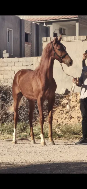 فلو للبيع العمر11شهر