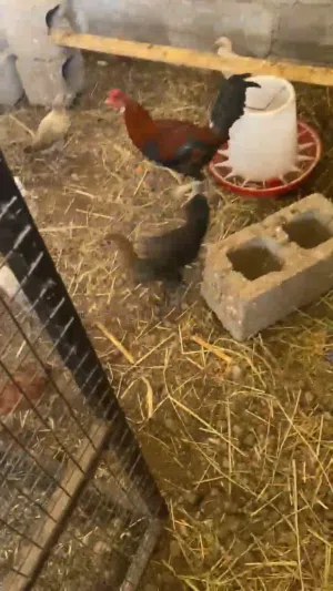 السلام عليكم شي دجاج عمانيات كبار وصغار للبيع