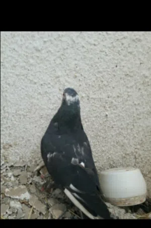 حمام حمام زينه مشرب