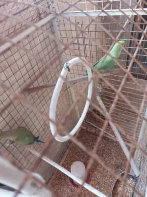 جوز درة هندي ثوب وريش كامل