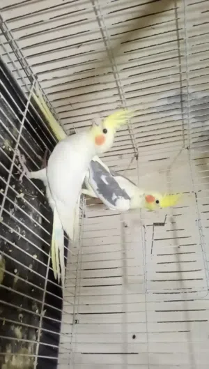 للبيع او للبدل جوز كوكتيل تجويز جديد