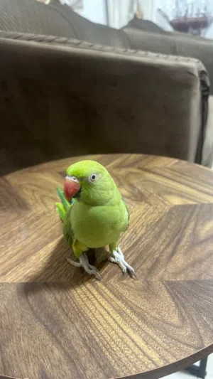 للبيع بغبغاء دره  ( انثى ) أليفه