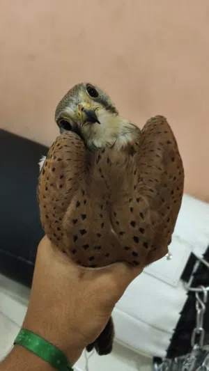 للبيع شراييص