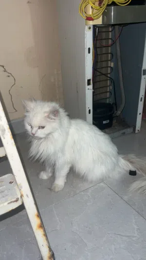قطط للبيع ذكر وانثى