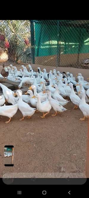 للبيع بط محلي بالجمله