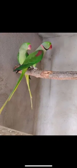ذكر نيبالي سبلت اصفر
