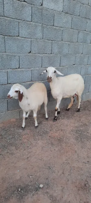 4 نعجات صغار