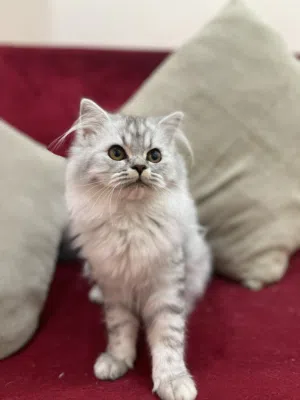 كيتن عمر 6 شهور