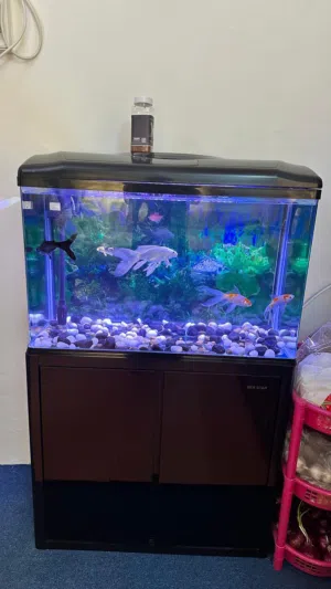 Fish with Aquarium.