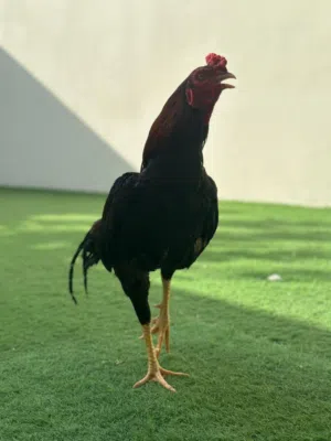 وائل خالد النوفلي