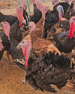 ديك رومي طبيعي  من مزارعنا مباشرة