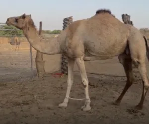 ناقة مدني مركضه