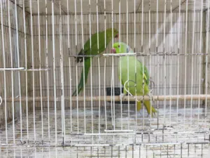 Healthy Indian Ringneck Pair with Cage for Sale!