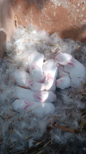 ارانب هولندية تربية شخصية