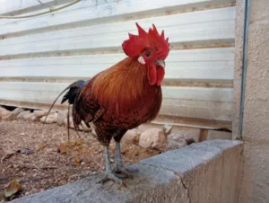 ديك بلدي فيومي