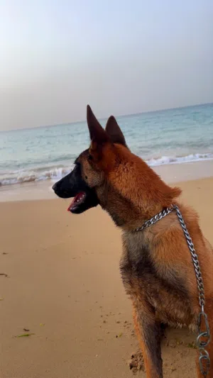 كلابه ملينوا للبيع