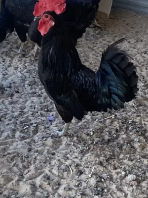 دجاج عراقي