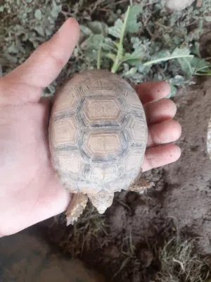 سلاحف السولكاتا العملاقه مناسب لتربيه المنزليه لايحتاج مساحه كبيره لانهاصغيره اقرا الوصف لتعرف مزيد