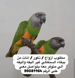 مطلوب وليس بيع ببغاء السنغالي