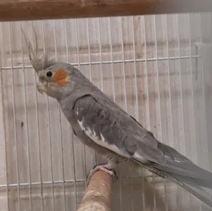 كوكتيل أنثى