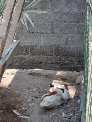 بط للبيع غير قابل