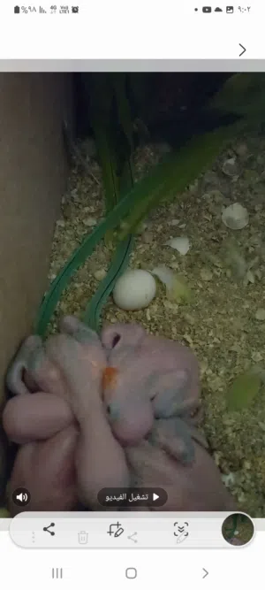 جوز دره تحته اربع فراخ