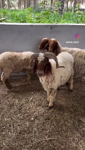 ‏غنم‏2