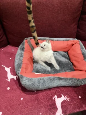 Grey British shorthair male kitten-2.5 months old -litter trained