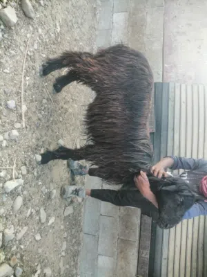 كبش نجدي للبيع