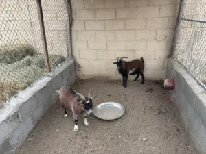 زوج ماعز بلجيكي بيور