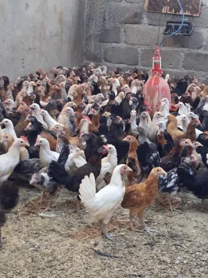 دجاج عمانيه أحجام ممتازة جدا