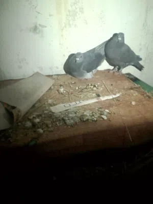 طيور حمام بلدي