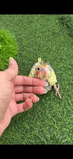 baby cocktails