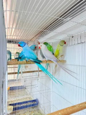 درات هندي مال تكاثر