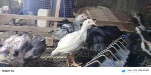 صيصان بلدي للبيع بسعر مغري
