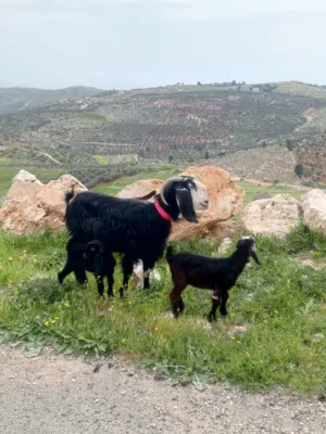 للبيع عنز معها توم جدي وصخله عنز صلاة نبي