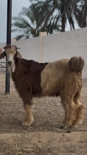 سخل للبيع  اقرى الوصف