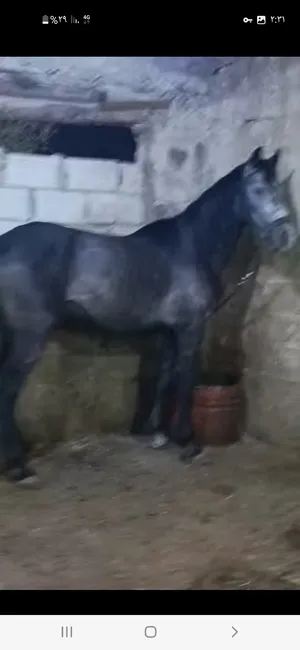 ‏خيل‏3
