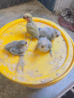 ترويض بردكيلو