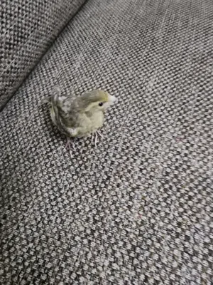 كنار أصلي جميل