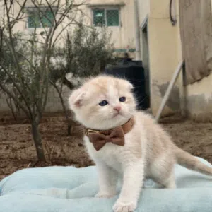 سكوتش فولد -تواصل واتساب فقط