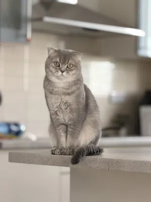بريتش ذكر جميل جداا